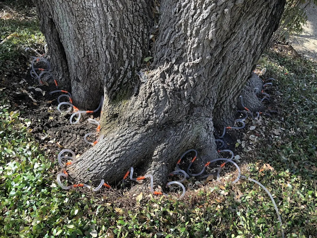 Detailed Tree Cabling and Bracing job site in Jerico Springs