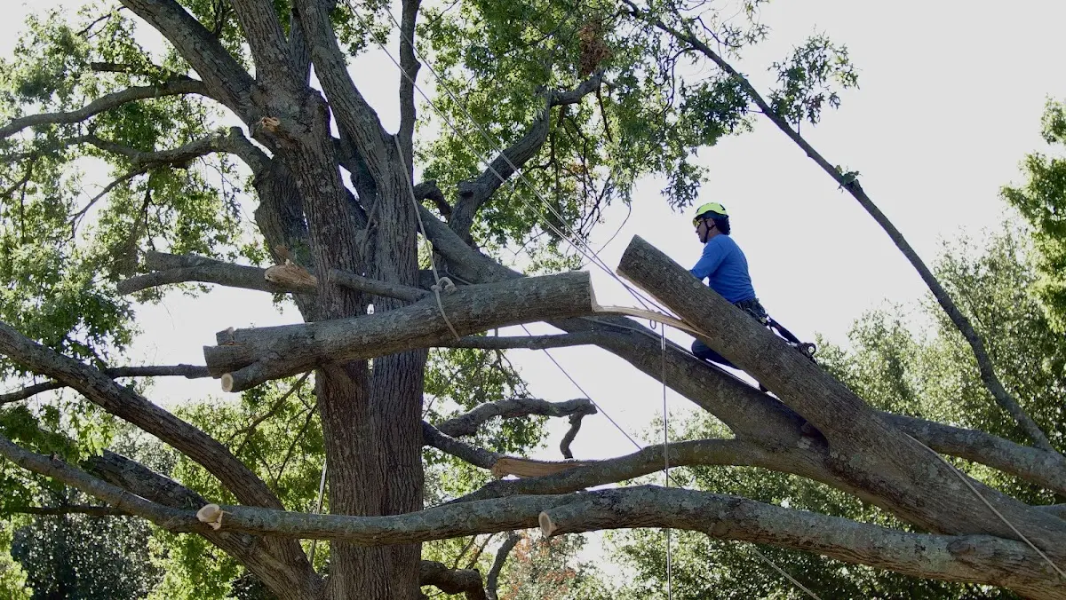Professional Hazardous Tree Removal performed by certified arborists in Jerico Springs