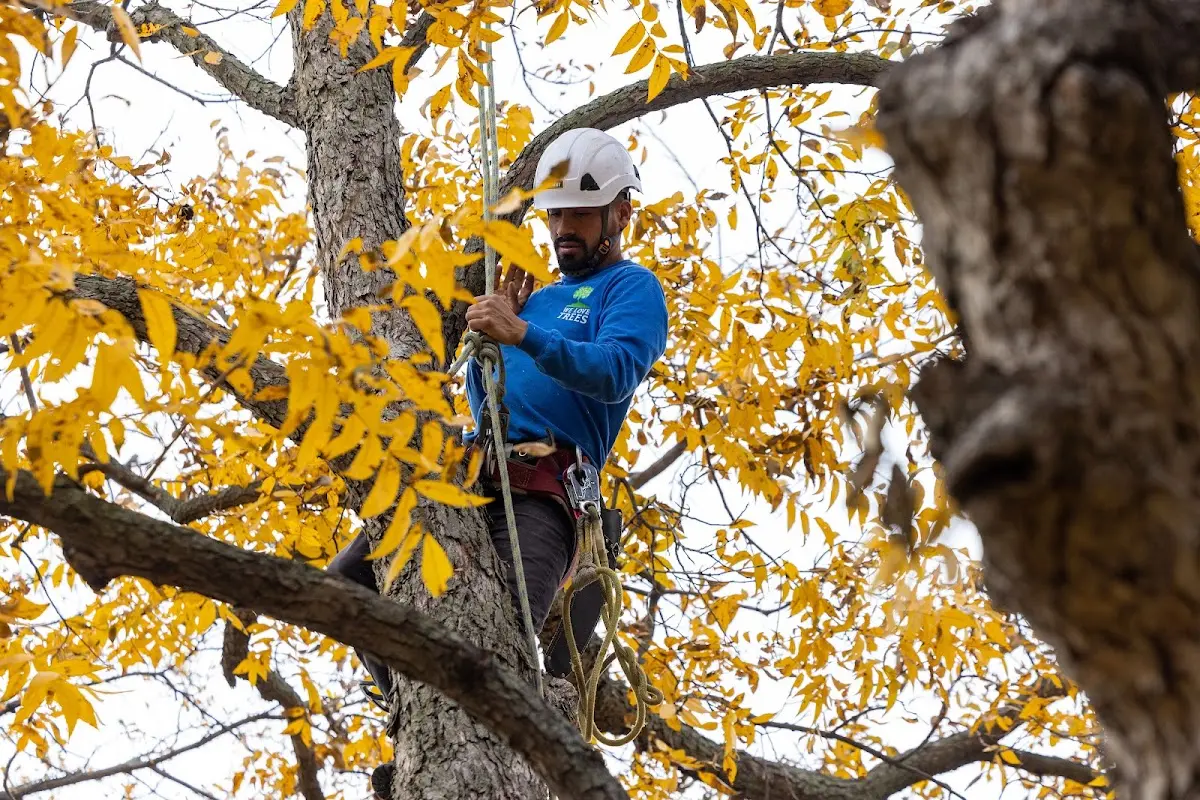 Skilled Tree Pruning crew working in Jerico Springs