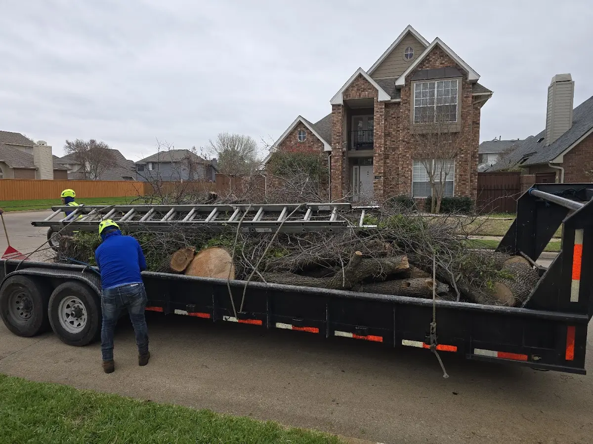 Expert Tree Pest Control with proper safety equipment in Jerico Springs
